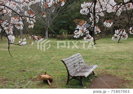山桜 *** さくら サクラ SAKURA *** 山桜 *** さくら サクラ SAKURA *** 75807003