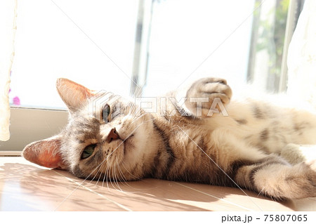 眠そうな表情で誘う猫アメリカンショートヘアブルータビーの写真素材
