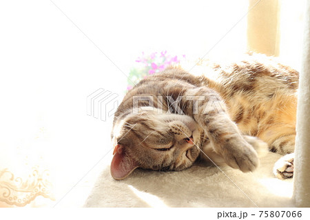 熱い日差しの中で癒し顔で寝る猫アメリカンショートヘアシルバーパッチドタビーの写真素材
