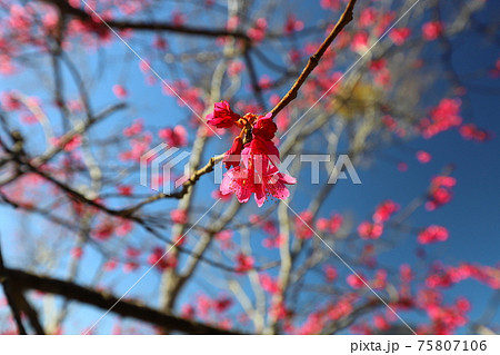 秋 あき 秋の 75807106