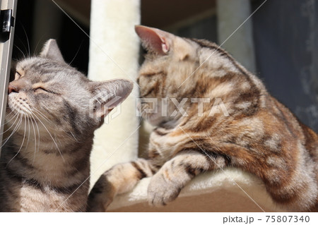 窓に頬擦りする猫のアメリカンショートヘアブルータビーシルバーパッチドタビーの写真素材