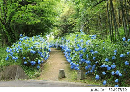 仙台市野草園のそばにある大年寺山公園の「あじさいの道」　（宮城県仙台市太白区茂ケ崎） 75807359