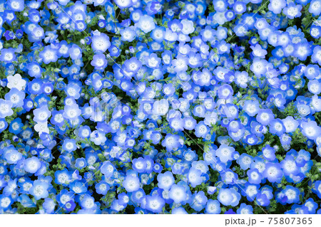 ネモフィラの壁紙 75807365