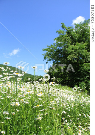 白い野の花の群生 フランス菊と青空と樹木の写真素材