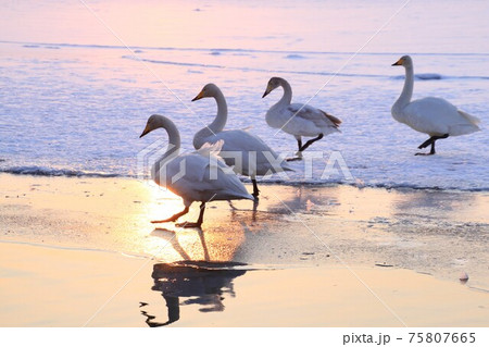 冬の夕焼けにほんのり色ついた湖面で遊ぶ四羽の白鳥、屈斜路湖 75807665