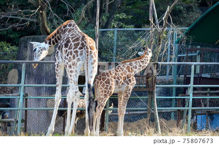 キリン アミメキリン の親子の写真素材