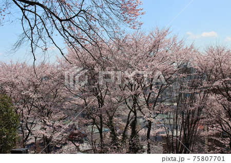 桜 75807701