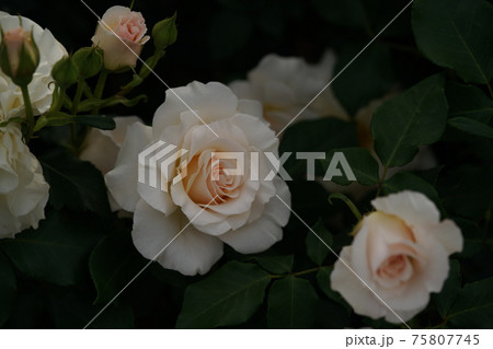 満開の薔薇 フレンチレース 75807745