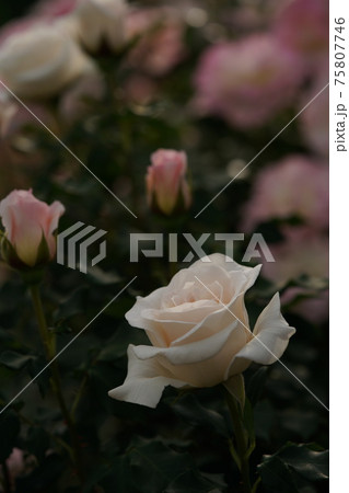 満開の薔薇 フレンチレース 満開の薔薇 フレンチレース 75807746