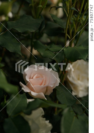満開の薔薇 フレンチレース 満開の薔薇 フレンチレース 75807747