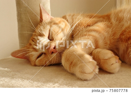 両手を前に出して寝る猫アメリカンショートヘアレッドタビーの写真素材