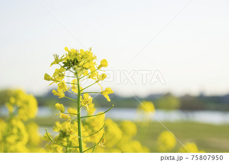 江戸川河川敷（上矢切）の菜の花 75807950
