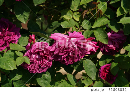 満開の赤薔薇 グルワール ドゥ ドゥシェール 満開の赤薔薇 グルワール ドゥ ドゥシェール 75808032
