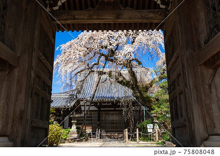 圓明寺、満開のシダレザクラ〈愛知県犬山市〉 圓明寺、満開のシダレザクラ〈愛知県犬山市〉 75808048