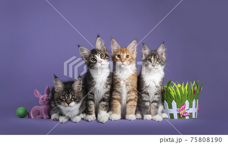 Easter Maine Coon kittens on purple background Easter Maine Coon kittens on purple background 75808190