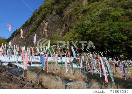 材木岩公園の鯉のぼり　（宮城県白石市小原） 75808533