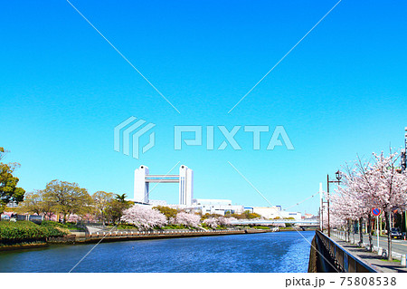 春の名古屋市、満開の桜とセンチュリーホールの風景 75808538