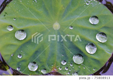 ハスと水玉 ハスと水玉 75808913