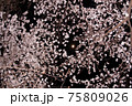 月を囲んだ桜の花々 75809026