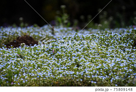 群生するオオイヌノフグリ 75809148