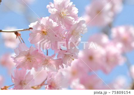 新種の桜 仁科春果 新種の桜 仁科春果 75809154