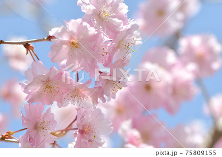 新種の桜 仁科春果 新種の桜 仁科春果 75809155