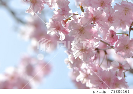 新種の桜 仁科春果 新種の桜 仁科春果 75809161