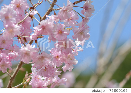 新種の桜 仁科春果 新種の桜 仁科春果 75809165