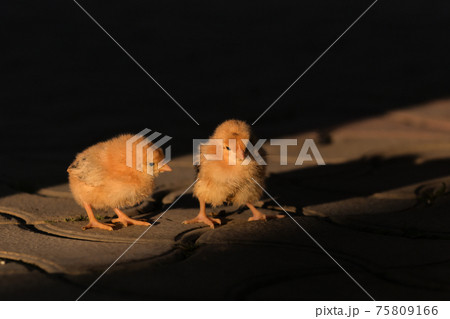 Two Newborn Little Yellow Chicken Two Newborn Little Yellow Chicken 75809166