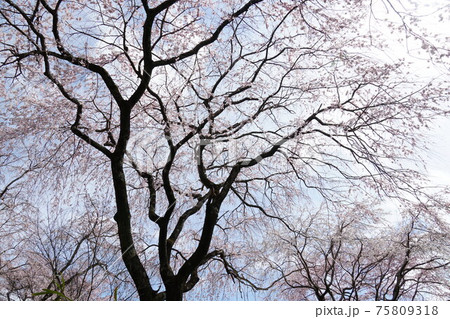 桜の木 75809318