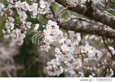桜の花 桜の花 75809592