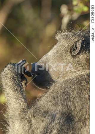 Baboon, portrait, South Africa Baboon, portrait, South Africa 75809665
