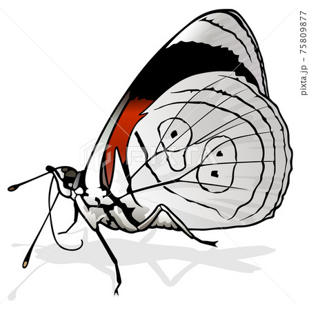 Eighty-eight Butterfly Eighty-eight Butterfly 75809877
