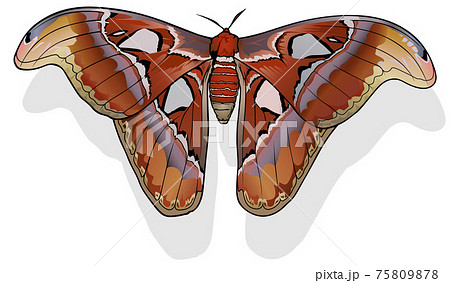 Atlas Moth Atlas Moth 75809878