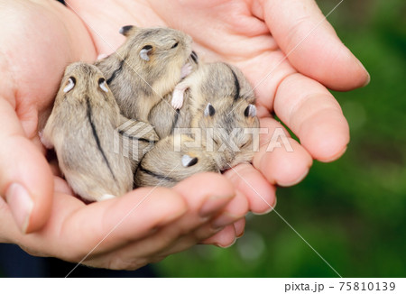 Hamster pups Hamster pups 75810139