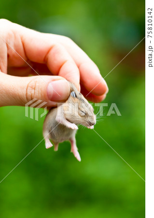 Hand with hamster pup 75810142