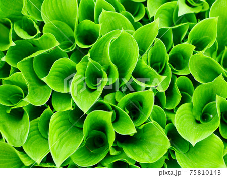 Green leaves 75810143