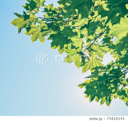 Maple leaves 75810145