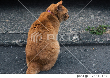 近所に住む飼い猫4 75810185