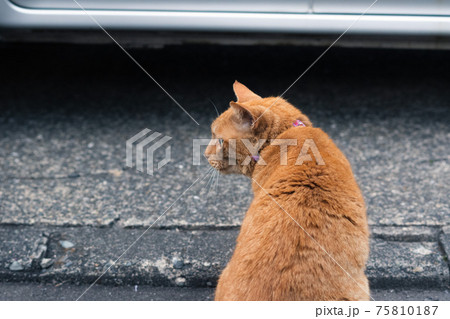 近所に住む飼い猫6 75810187