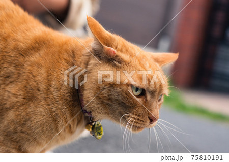 近所に住む飼い猫8 75810191