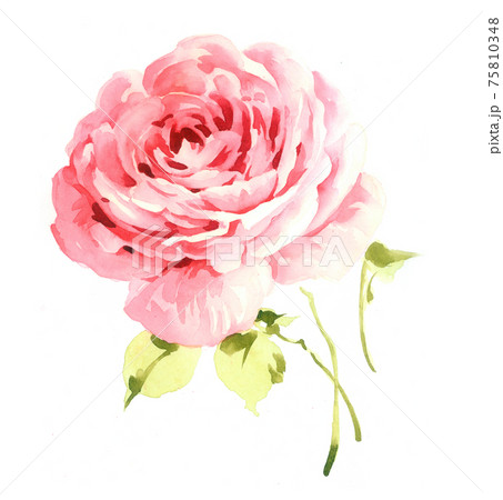 透明水彩 水彩画 花 75810348