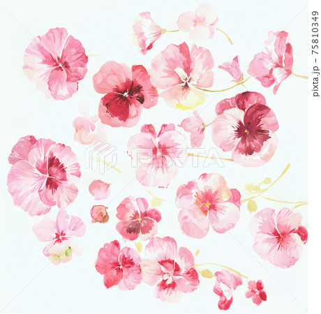 透明水彩 水彩画 花 75810349