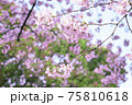 桜　満開　背景素材 75810618