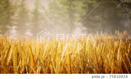 Scene of sunset or sunrise on the field with young rye or wheat in the summer Scene of sunset or sunrise on the field with young rye or wheat in the summer 75810928