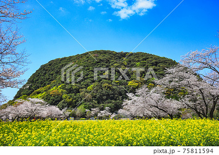 桜と菜の花で春爛漫の丸山自然公園 桜と菜の花で春爛漫の丸山自然公園 75811594