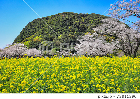 桜と菜の花で春爛漫の丸山自然公園 75811596