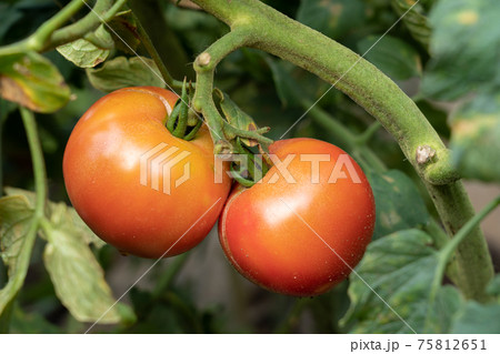 トマトの栽培 裂果 ヒビの入ったトマト 生理障害 8月 家庭菜園の写真素材