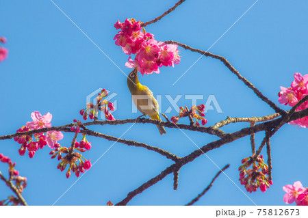 三ツ池公園　寒緋桜とメジロ	 75812673