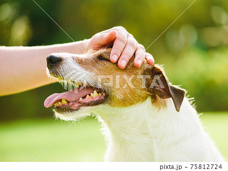 Pet owner uses physical contact to calm down her dog and stop anxiety Pet owner uses physical contact to calm down her dog and stop anxiety 75812724